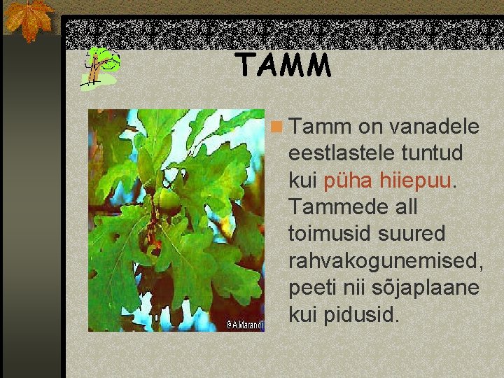 TAMM n Tamm on vanadele eestlastele tuntud kui püha hiiepuu. Tammede all toimusid suured
