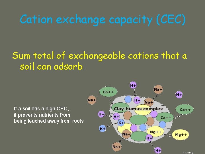 Cation exchange capacity (CEC) Sum total of exchangeable cations that a soil can adsorb.