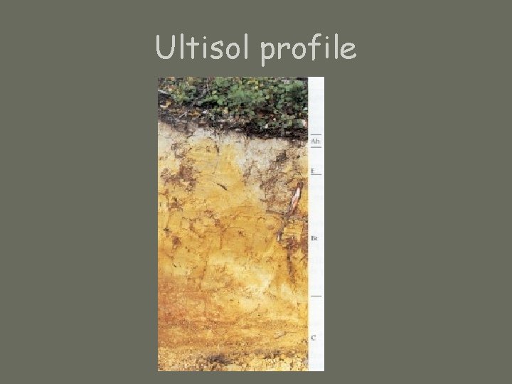 Ultisol profile 