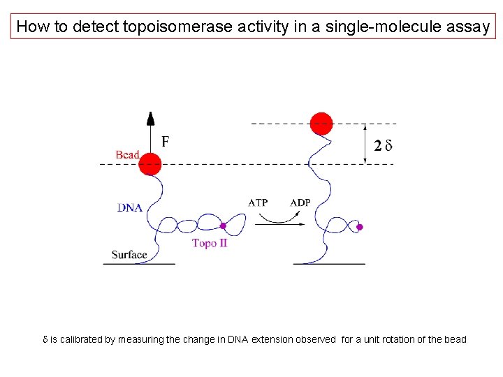 How to detect topoisomerase activity in a single-molecule assay d is calibrated by measuring