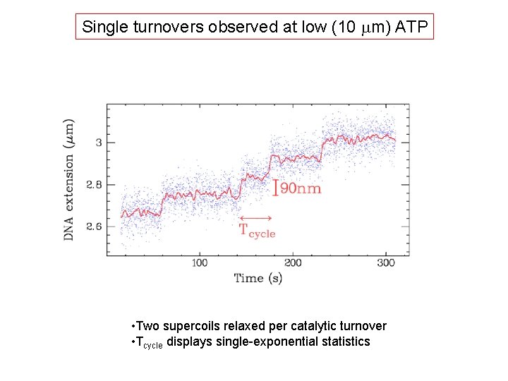 Single turnovers observed at low (10 mm) ATP • Two supercoils relaxed per catalytic