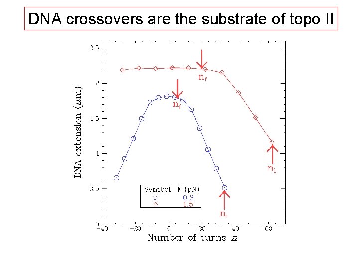 DNA crossovers are the substrate of topo II 