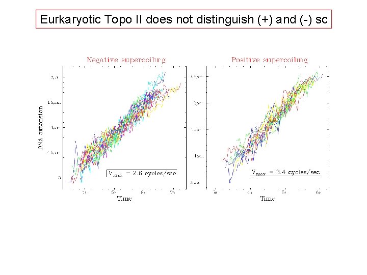 Eurkaryotic Topo II does not distinguish (+) and (-) sc 