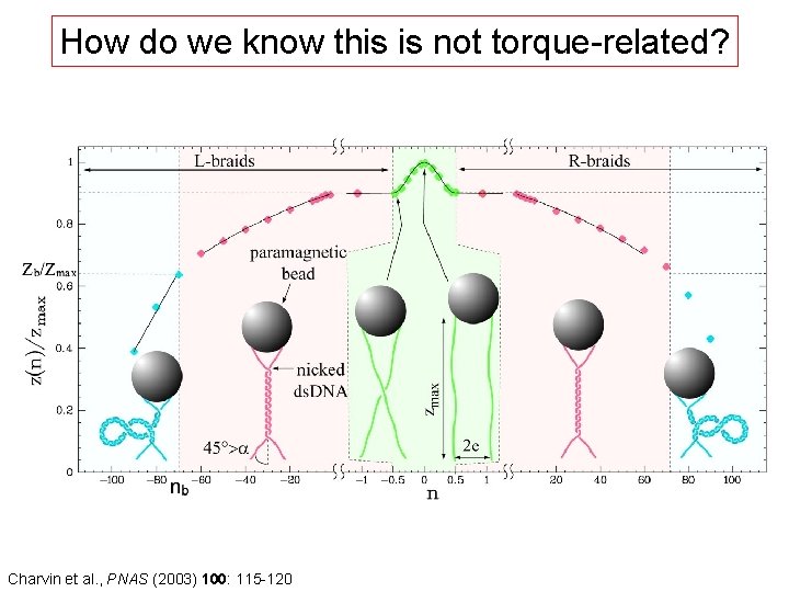 How do we know this is not torque-related? Charvin et al. , PNAS (2003)