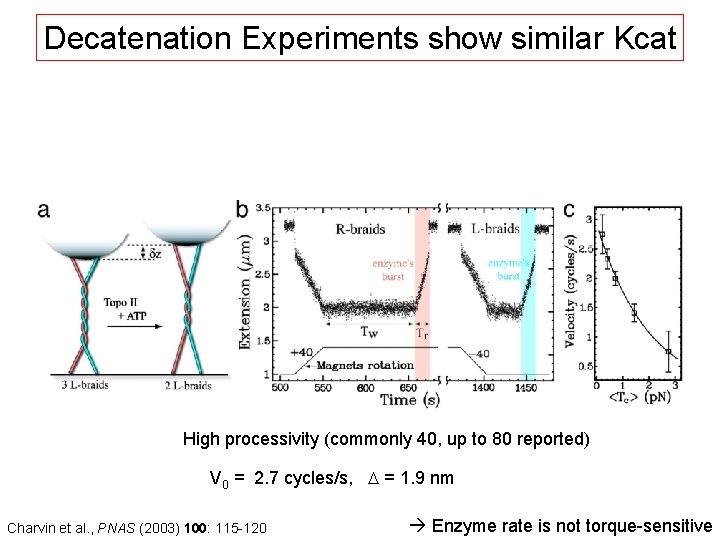 Decatenation Experiments show similar Kcat High processivity (commonly 40, up to 80 reported) V