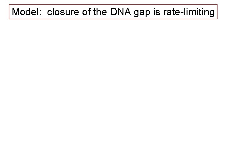 Model: closure of the DNA gap is rate-limiting 