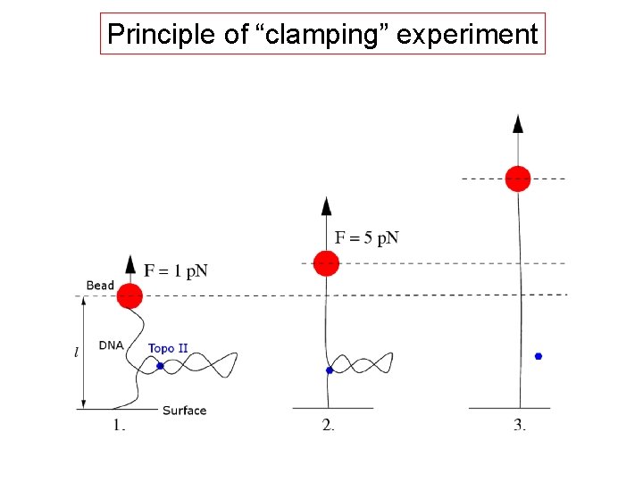 Principle of “clamping” experiment 