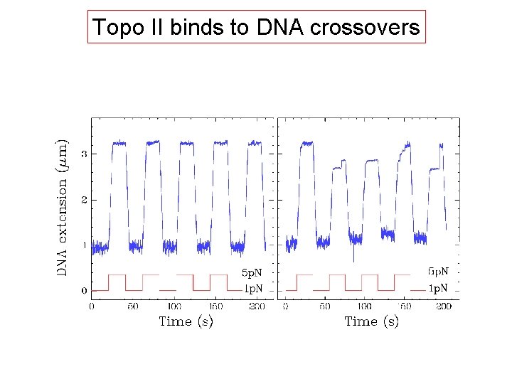 Topo II binds to DNA crossovers 