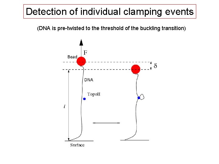 Detection of individual clamping events (DNA is pre-twisted to the threshold of the buckling