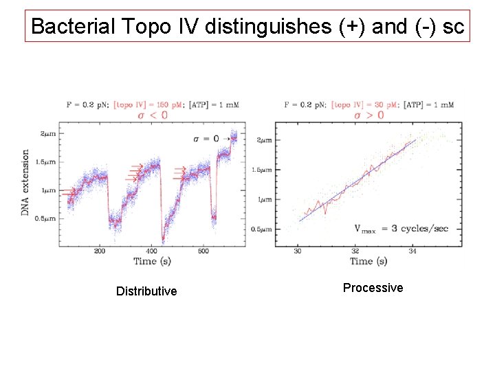 Bacterial Topo IV distinguishes (+) and (-) sc Distributive Processive 