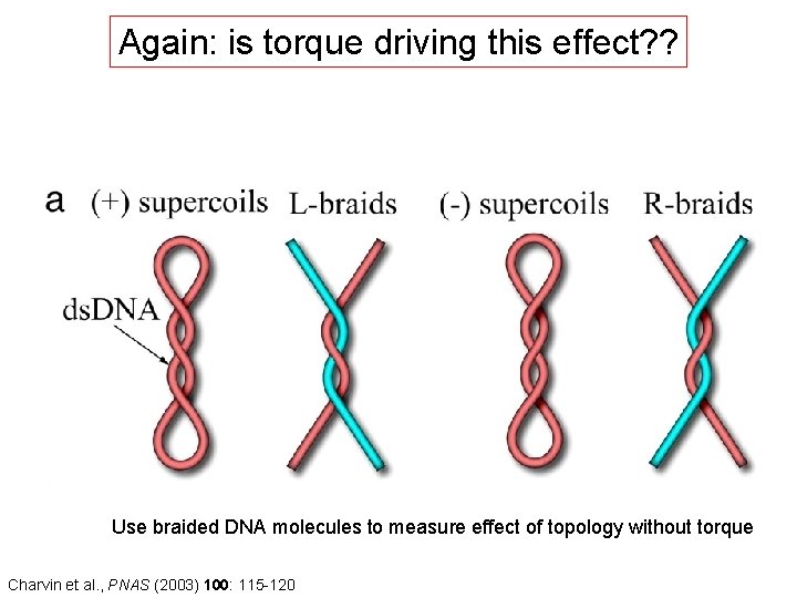 Again: is torque driving this effect? ? Use braided DNA molecules to measure effect