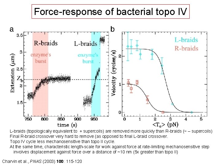 Force-response of bacterial topo IV L-braids (topologically equivalent to + supercoils) are removed more