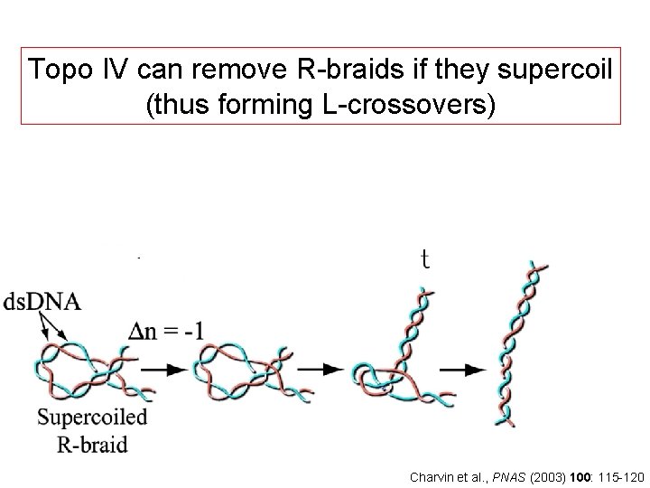 Topo IV can remove R-braids if they supercoil (thus forming L-crossovers) Charvin et al.