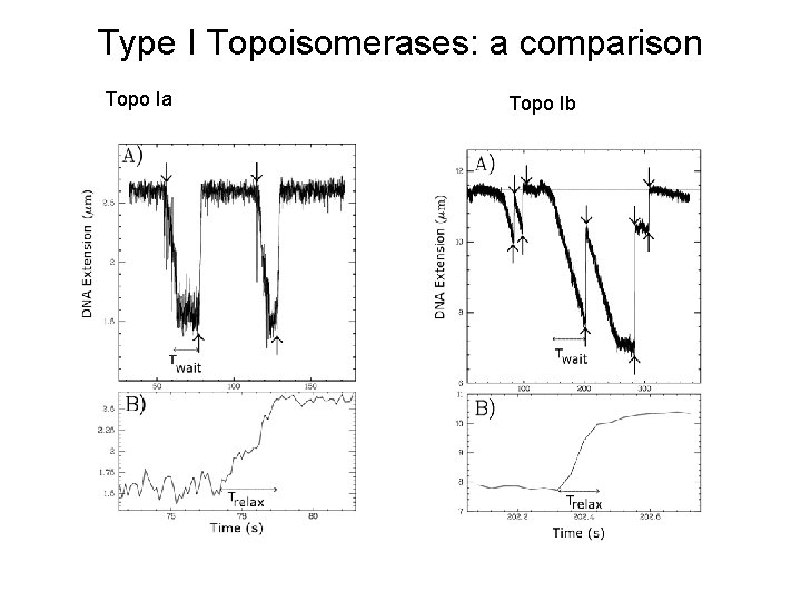 Type I Topoisomerases: a comparison Topo Ia Topo Ib 