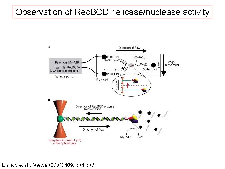 Observation of Rec. BCD helicase/nuclease activity Bianco et al. , Nature (2001) 409: 374