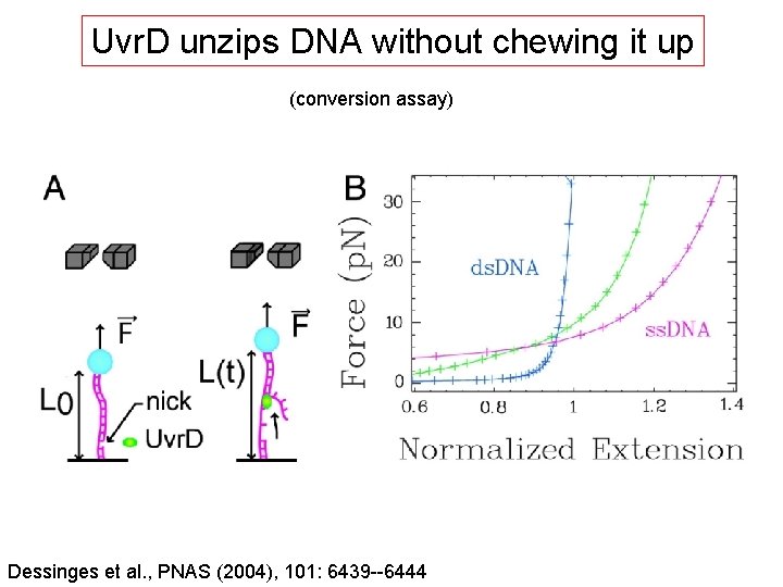 Uvr. D unzips DNA without chewing it up (conversion assay) Dessinges et al. ,