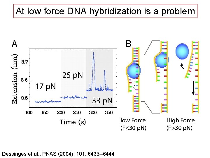 At low force DNA hybridization is a problem Dessinges et al. , PNAS (2004),