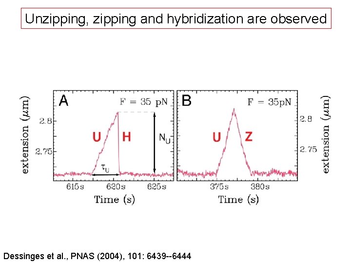 Unzipping, zipping and hybridization are observed Dessinges et al. , PNAS (2004), 101: 6439