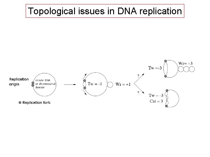 Topological issues in DNA replication 