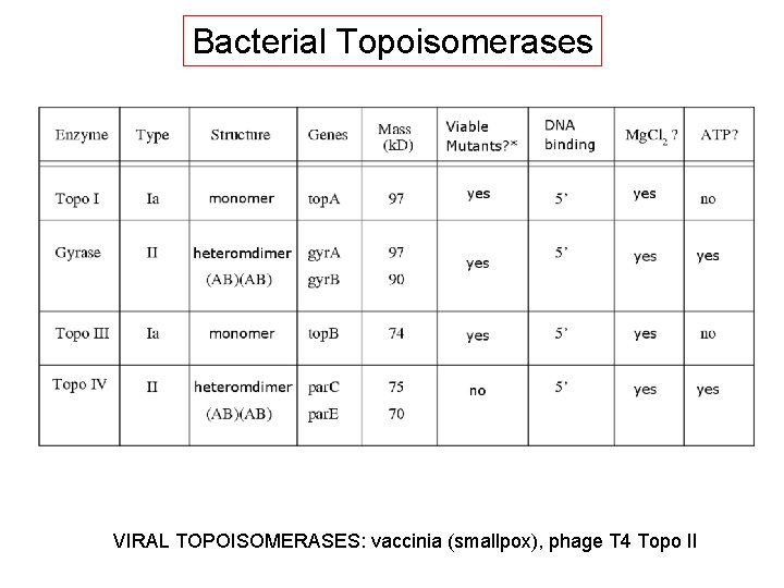Bacterial Topoisomerases VIRAL TOPOISOMERASES: vaccinia (smallpox), phage T 4 Topo II 