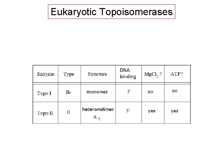 Eukaryotic Topoisomerases 