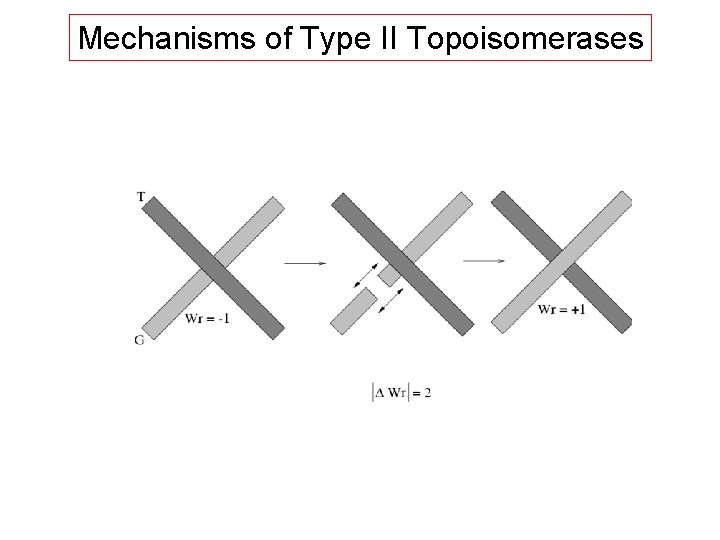 Mechanisms of Type II Topoisomerases 