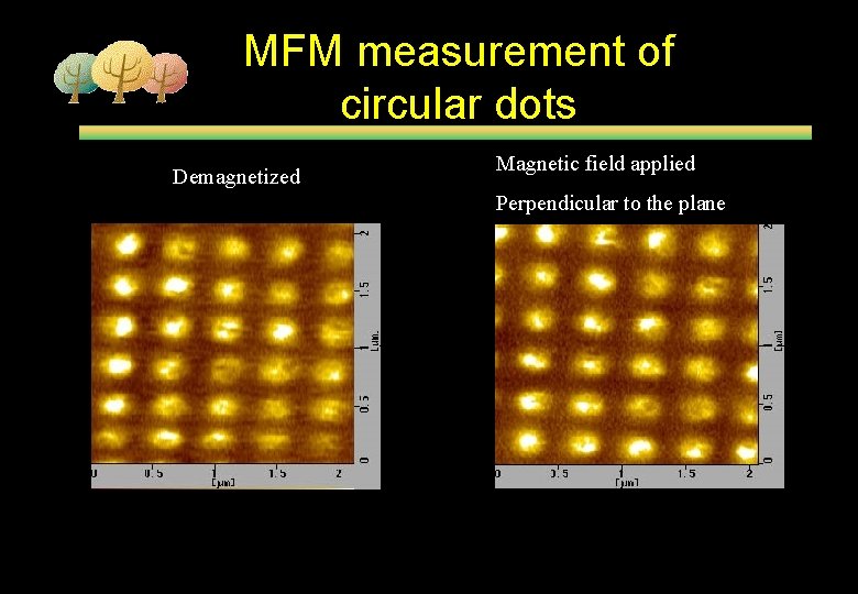 MFM measurement of circular dots Demagnetized Magnetic field applied Perpendicular to the plane 