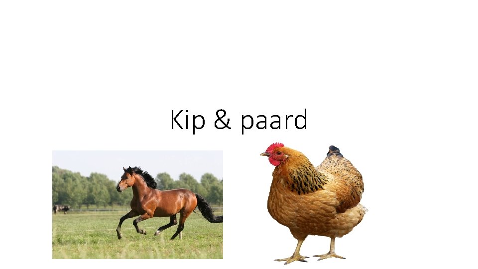 Kip & paard 