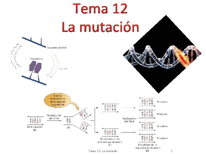 Tema 12 La mutación Tema 11: La mutación 1 