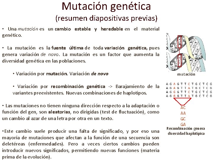 Mutación genética (resumen diapositivas previas) • Una mutación es un cambio estable y heredable