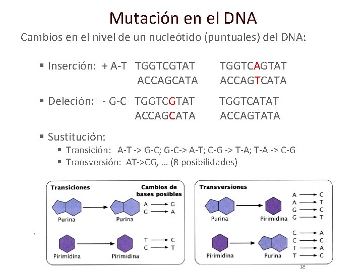 Mutación en el DNA Cambios en el nivel de un nucleótido (puntuales) del DNA: