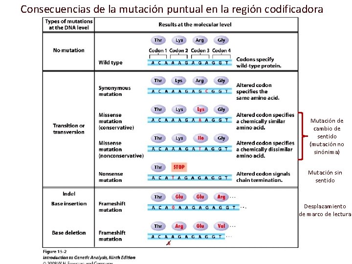 Consecuencias de la mutación puntual en la región codificadora Mutación de cambio de sentido