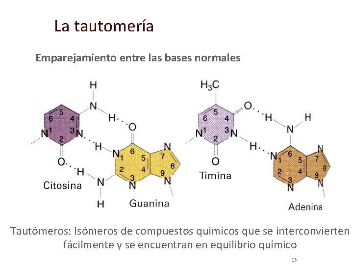 La tautomería Emparejamiento entre las bases normales Tautómeros: Isómeros de compuestos químicos que se