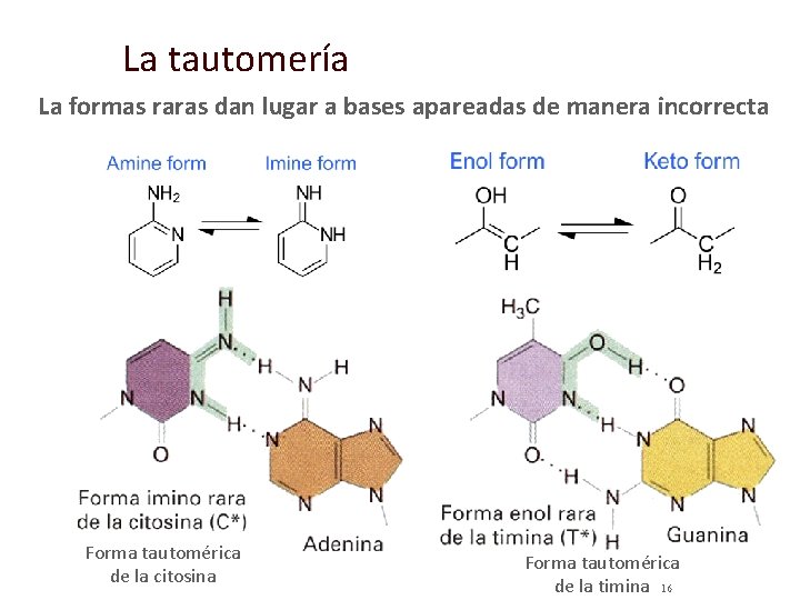 La tautomería La formas raras dan lugar a bases apareadas de manera incorrecta Forma