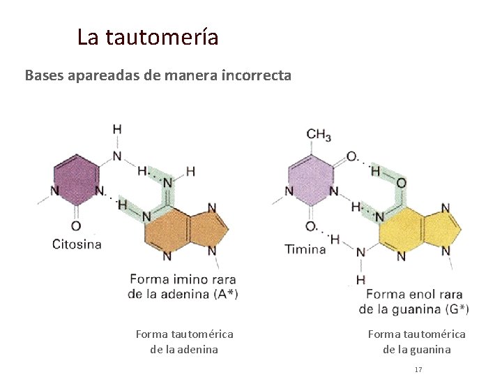 La tautomería Bases apareadas de manera incorrecta Forma tautomérica de la adenina Forma tautomérica