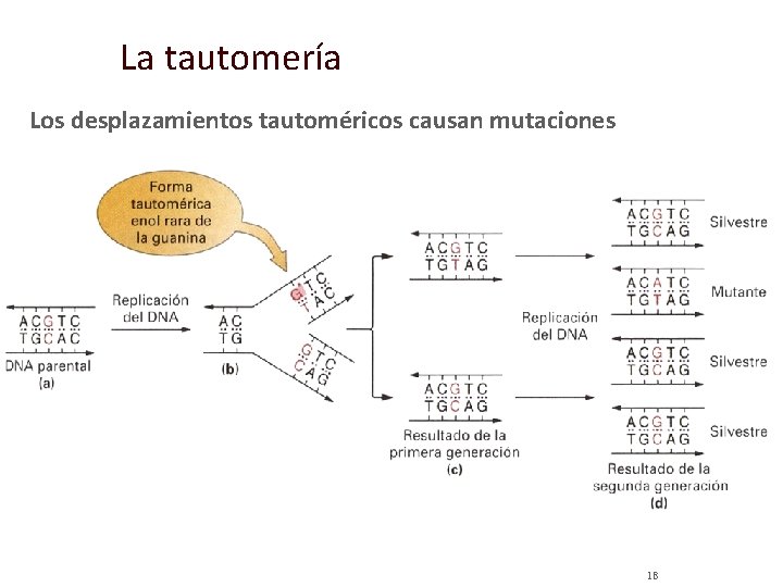 La tautomería Los desplazamientos tautoméricos causan mutaciones 18 