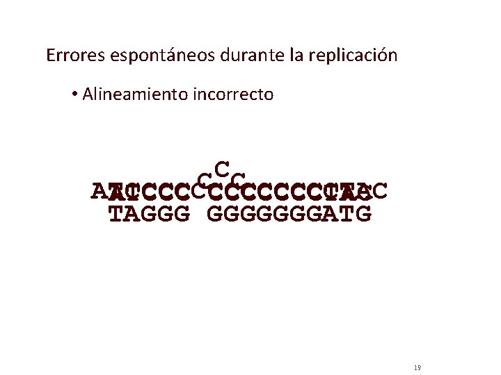 Errores espontáneos durante la replicación • Alineamiento incorrecto C C C ATCCCCCCCTAC ATCCC CCCCCCCTAC