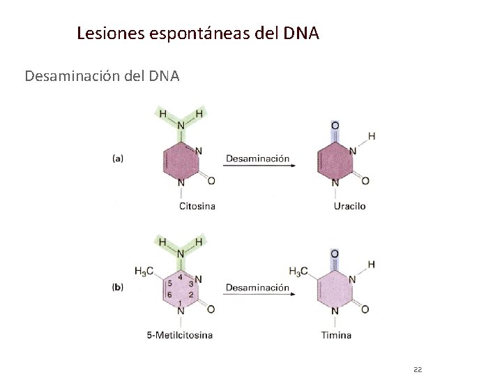 Lesiones espontáneas del DNA Desaminación del DNA 22 