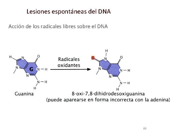 Lesiones espontáneas del DNA Acción de los radicales libres sobre el DNA 23 