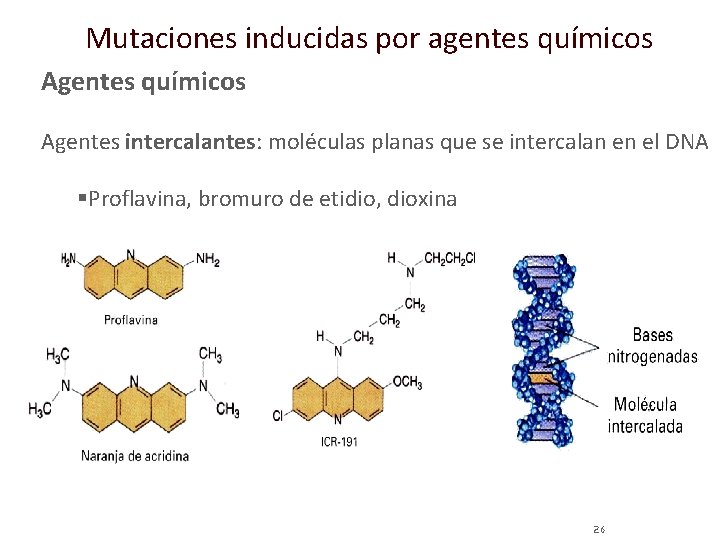 Mutaciones inducidas por agentes químicos Agentes intercalantes: moléculas planas que se intercalan en el