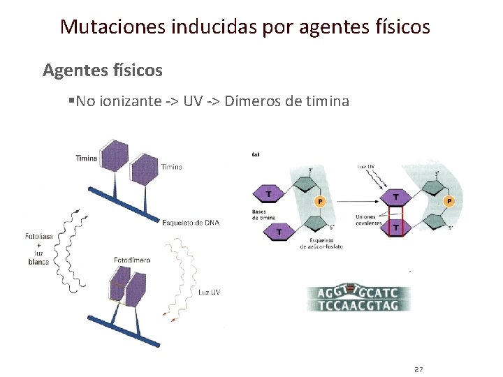 Mutaciones inducidas por agentes físicos Agentes físicos §No ionizante -> UV -> Dímeros de