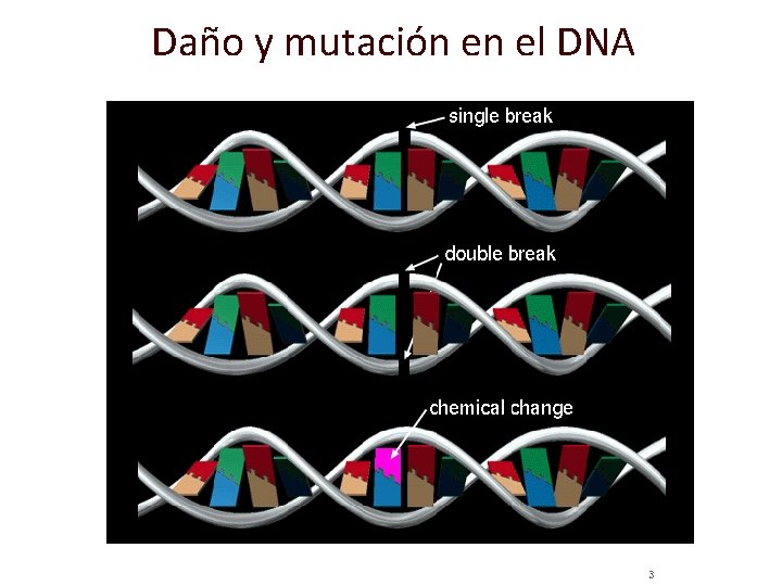 Daño y mutación en el DNA 3 