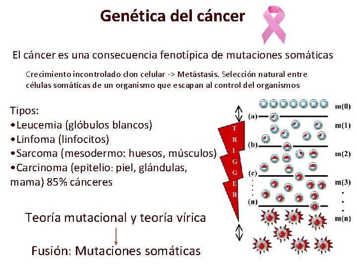 Genética del cáncer El cáncer es una consecuencia fenotípica de mutaciones somáticas Crecimiento incontrolado