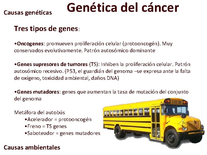 Causas genéticas Genética del cáncer Tres tipos de genes: • Oncogenes: promueven proliferación celular