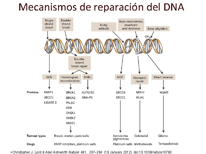 Mecanismos de reparación del DNA • Christopher J. Lord & Alan Ashworth Nature 481,