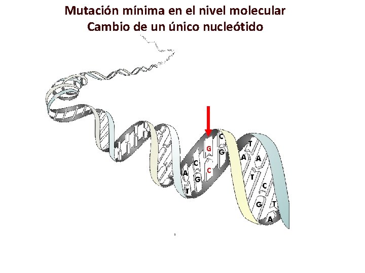 Mutación mínima en el nivel molecular Cambio de un único nucleótido G C 5