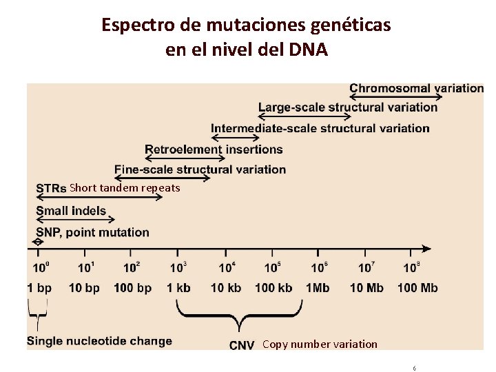 Espectro de mutaciones genéticas en el nivel del DNA Short tandem repeats Copy number