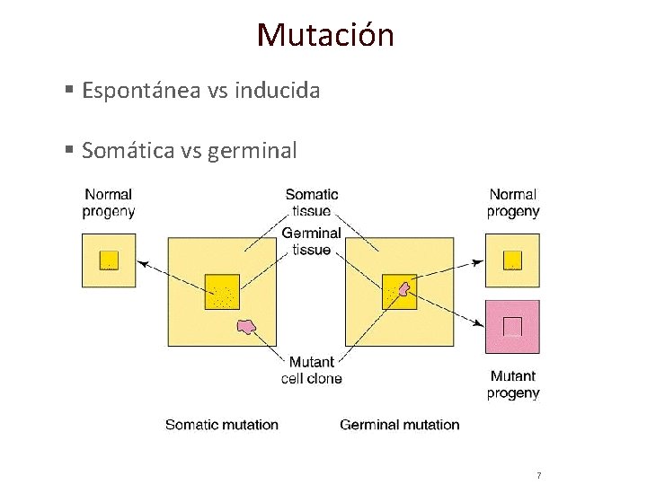 Mutación § Espontánea vs inducida § Somática vs germinal 7 