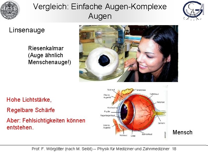 Vergleich: Einfache Augen-Komplexe Augen Linsenauge Riesenkalmar (Auge ähnlich Menschenauge!) Hohe Lichtstärke, Regelbare Schärfe Aber: