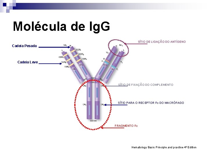 Molécula de Ig. G SÍTIO DE LIGAÇÃO DO ANTÍGENO Cadeia Pesada Cadeia Leve SÍTIO